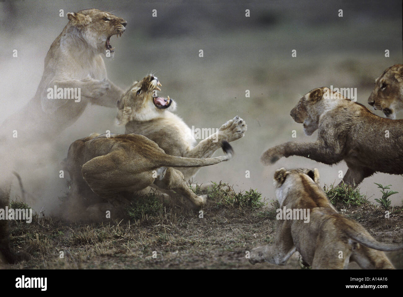 Lions fighting Masai Mara Kenya Stock Photo