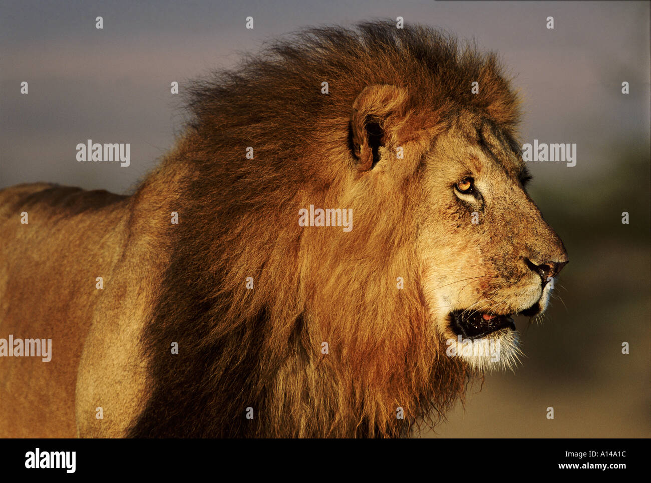 Male lion Masai Mara Kenya Stock Photo - Alamy