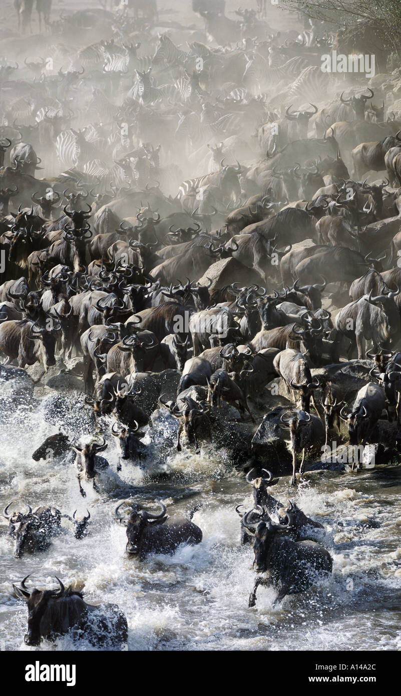 Wildebeest and zebras massing to cross Mara River during migration Kenya Stock Photo