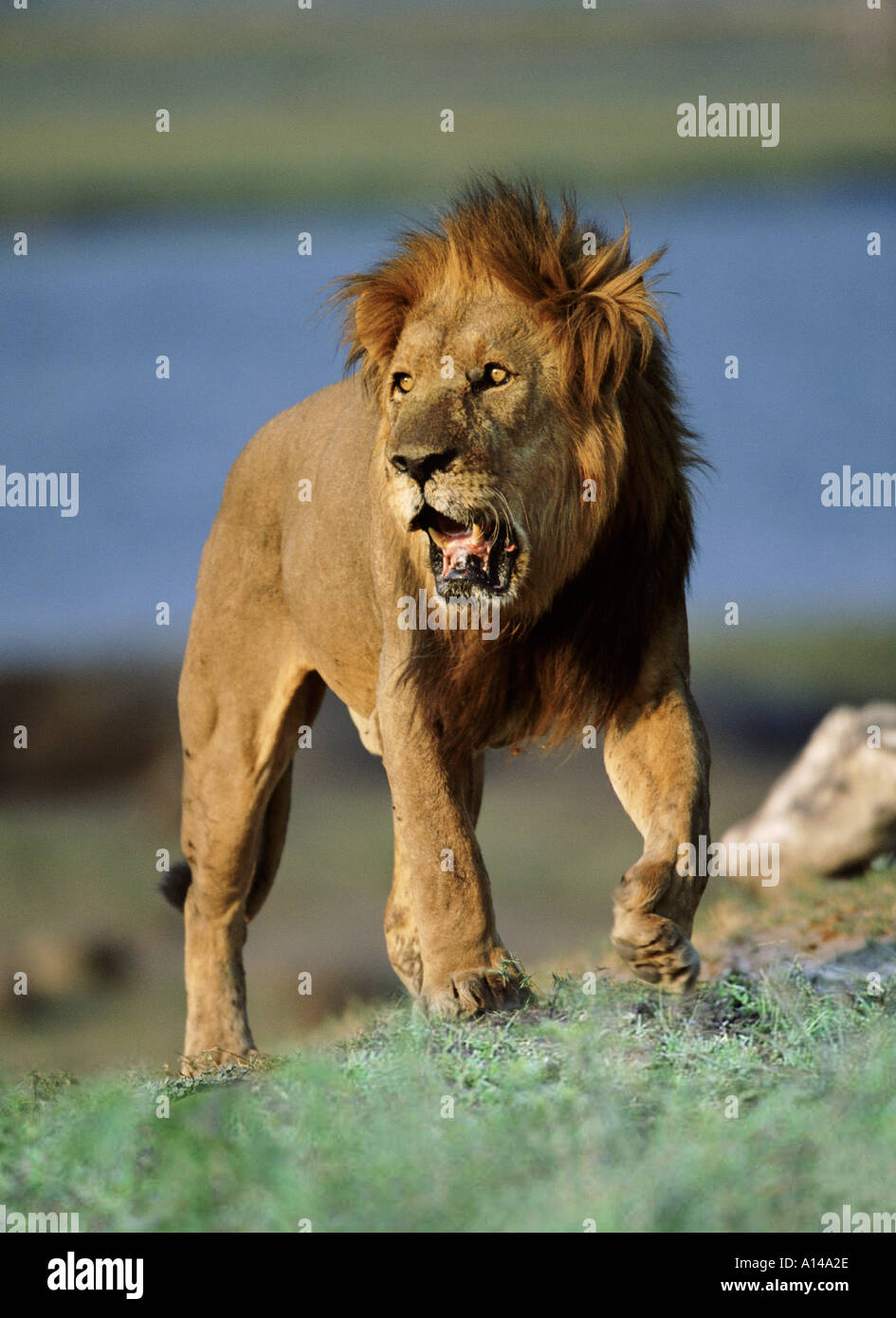 Male lion Masai Mara Kenya Stock Photo - Alamy
