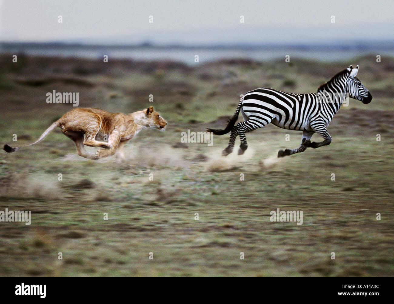 Lioness chasing zebra Masai Mara Kenya Stock Photo