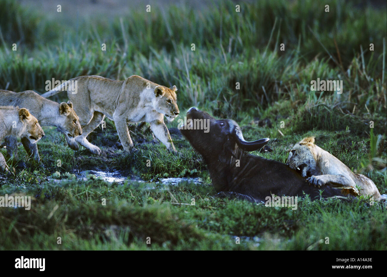 Lions attacking buffalo in the swamp Masai Mara Kenya Stock Photo