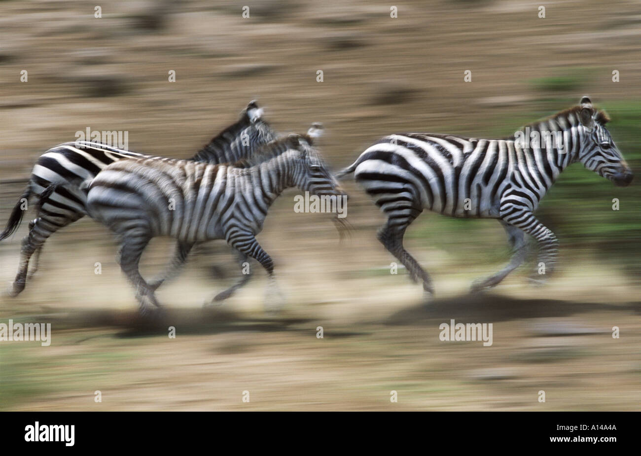 Zebras Running Masai Mara Kenya Stock Photo 84554 Alamy