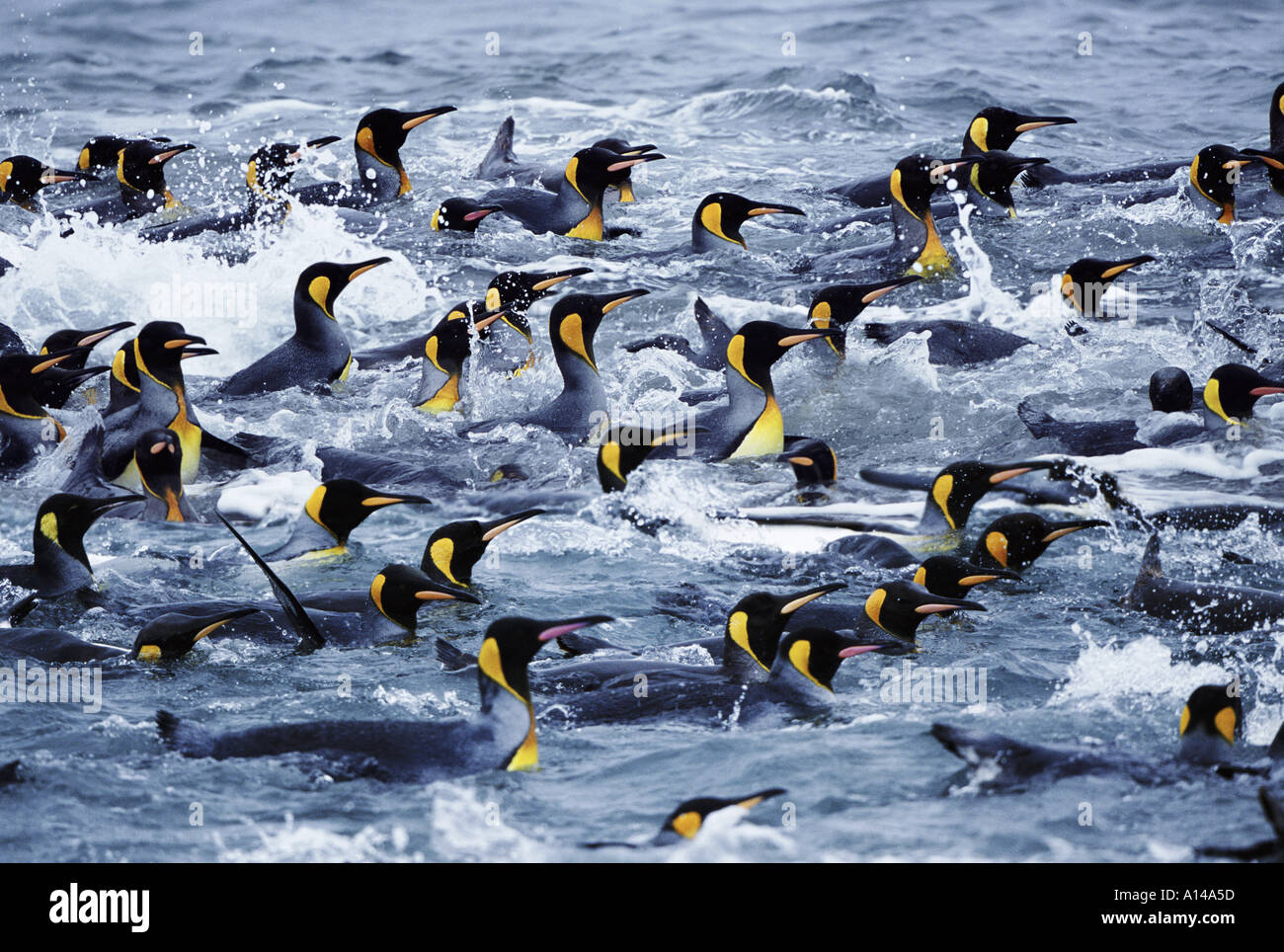King Penguins South Georgia Stock Photo - Alamy