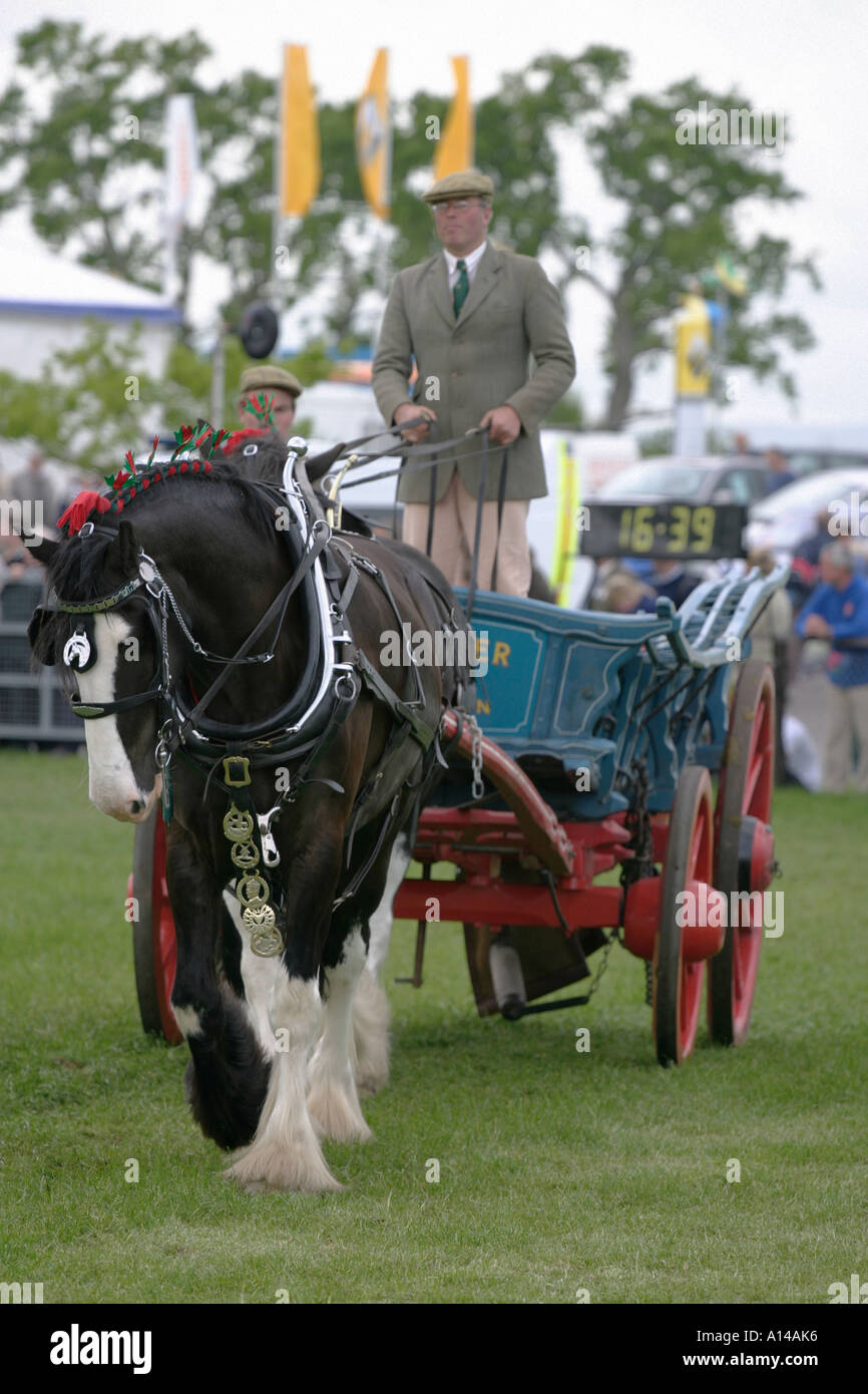 Shire horses pulling a farm cart Stock Photo Alamy