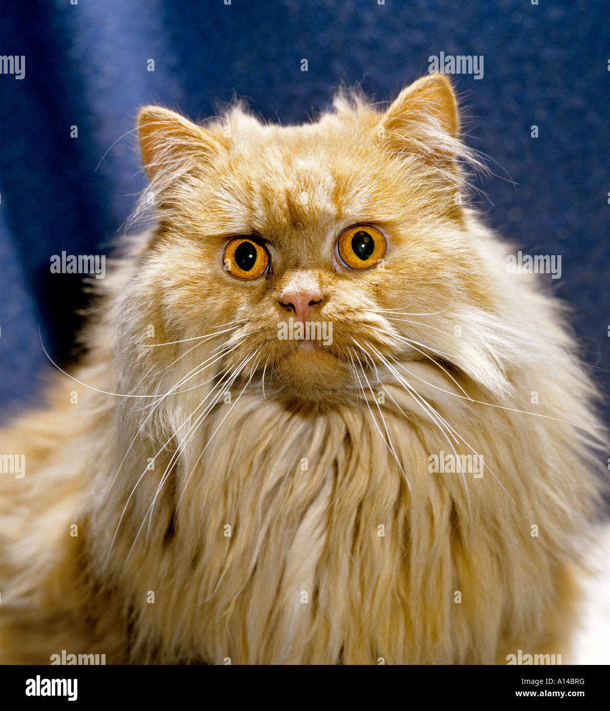 Smoke persian cats hi-res stock photography and images - Alamy
