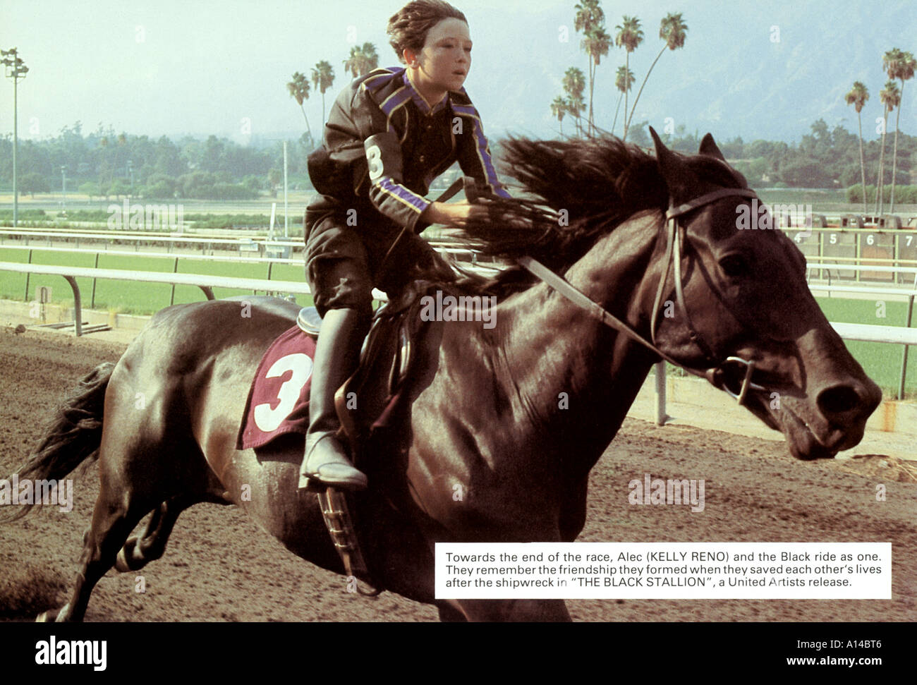 BLACK STALLION Stock Photo