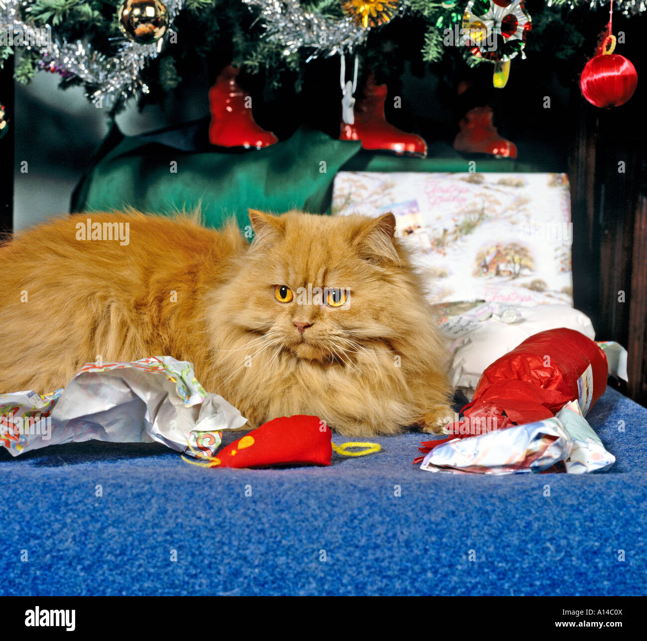 a pedigree Red Smoke Long Hair domestic cat opening her Christmas presents UK EU Stock Photo
