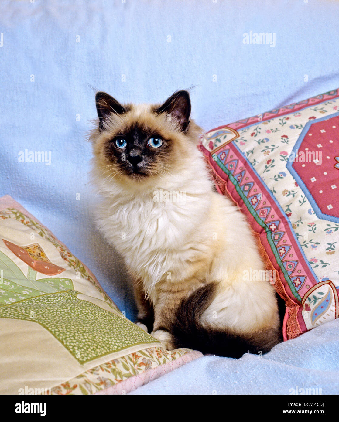 Cat sitting between cushions hires stock photography and images Alamy