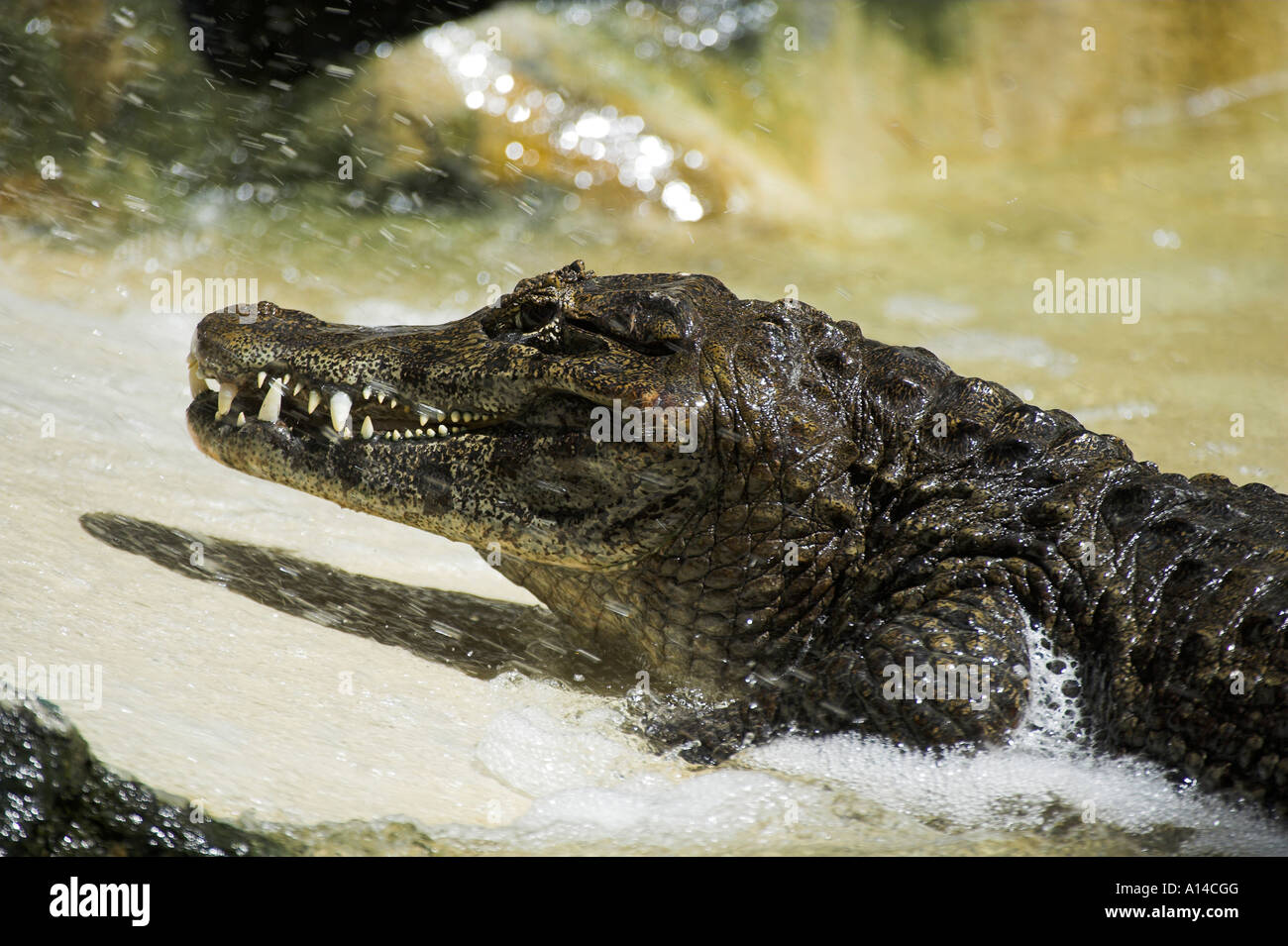 Kaiman Caiman crocodilus Stock Photo