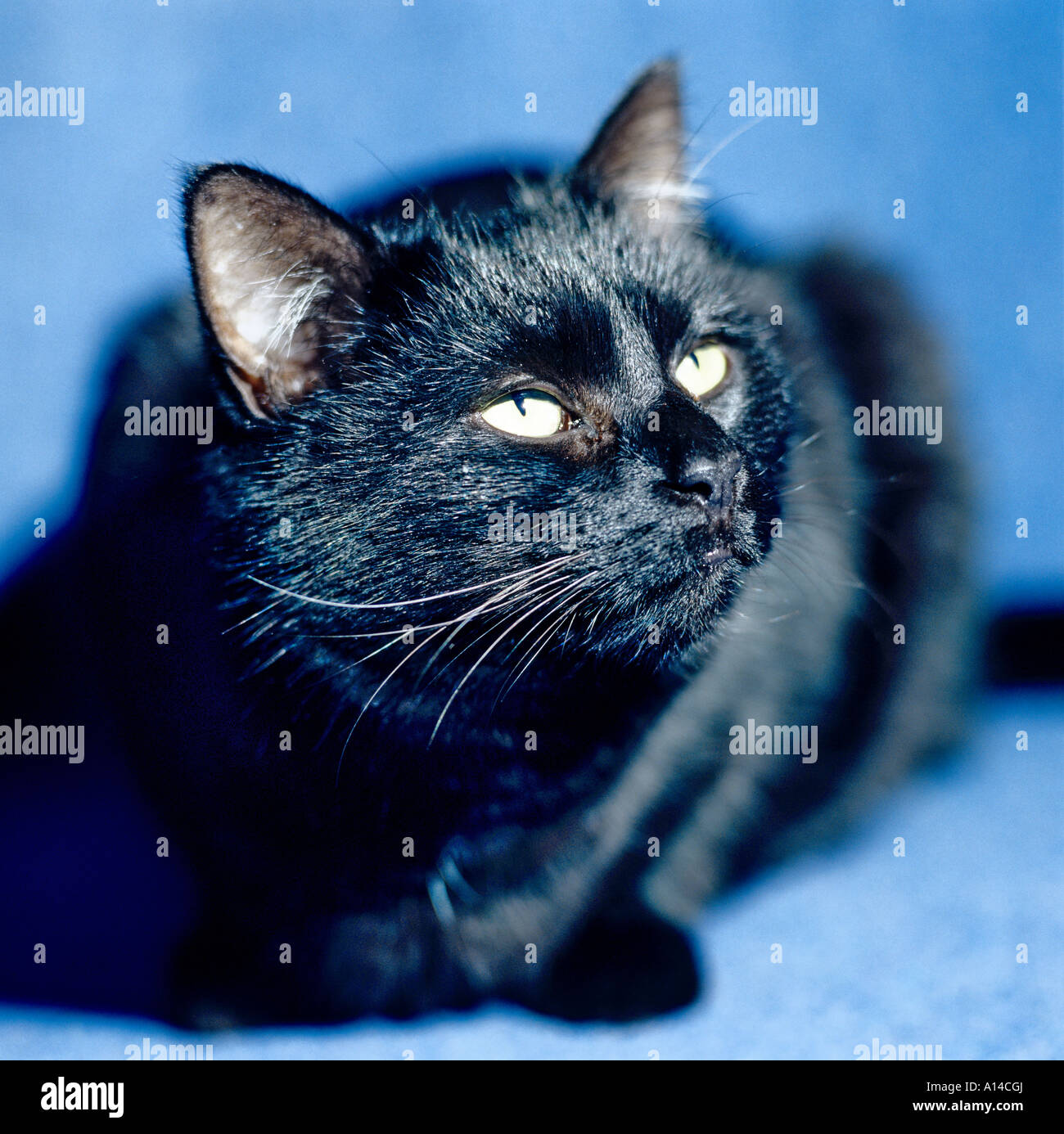 Black cat against a blue background showing pale yellow eyes and a