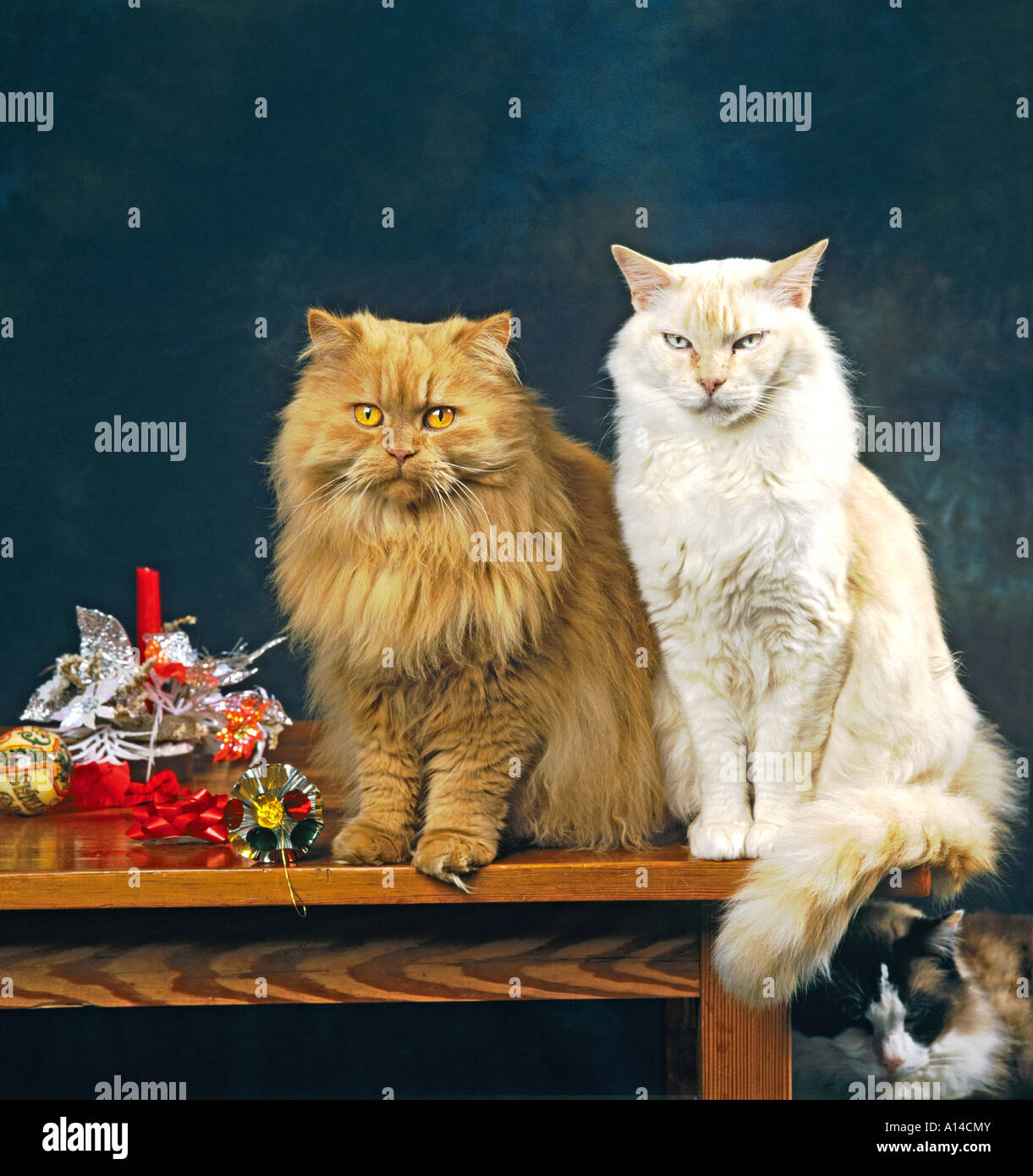 A pair of pedigree cats  a Red Smoke Long Hair domestic cat and  a red point Ragdoll neuter cat Stock Photo