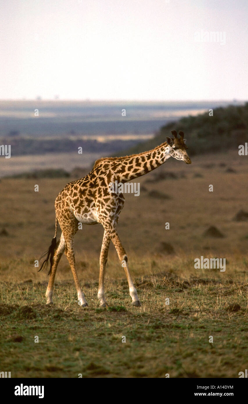 Kenia hi-res stock photography and images - Page 3 - Alamy