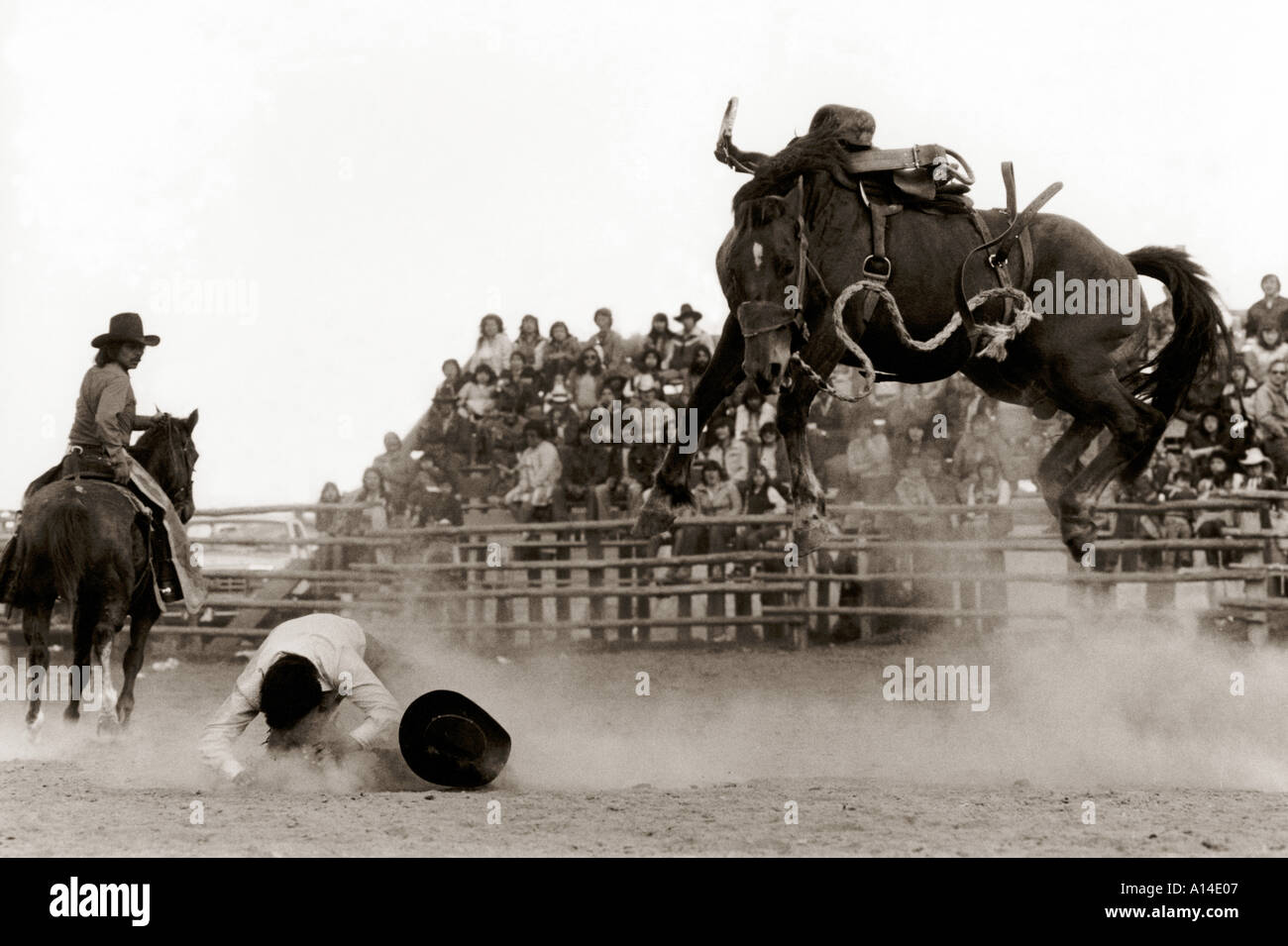 cowboy hit the ground after being thrown off a saddle bronc horse Stock ...