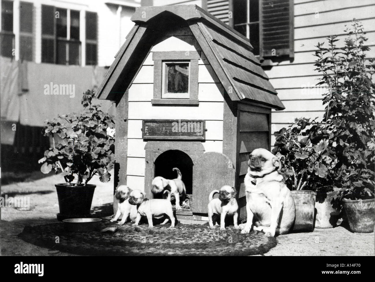 Upscale Puppies Stock Photo