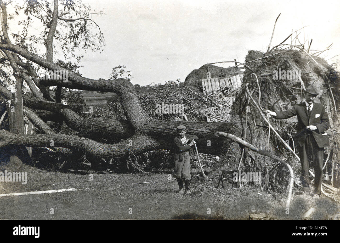 The Fallen Elm Tree Stock Photo Alamy