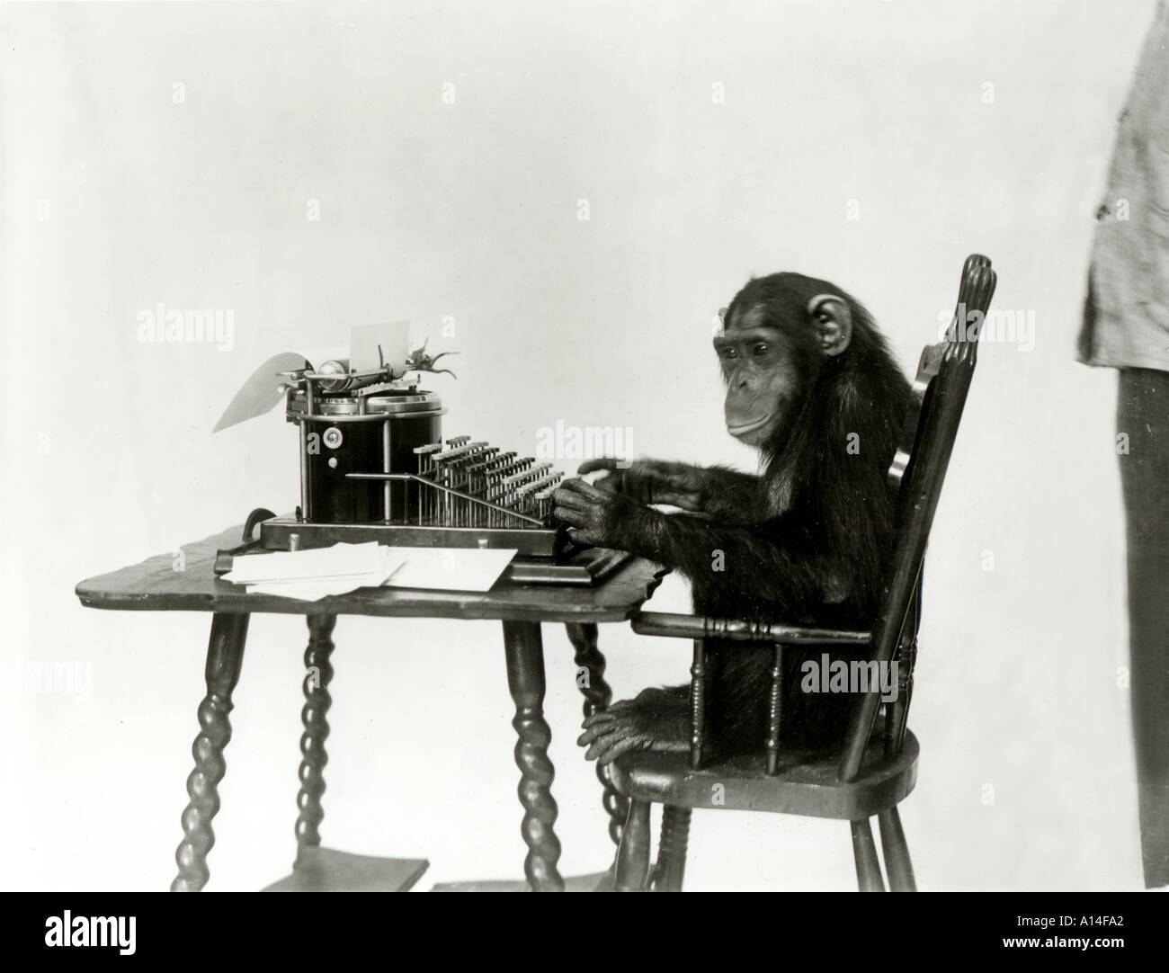 Monkey Business Stock Photo