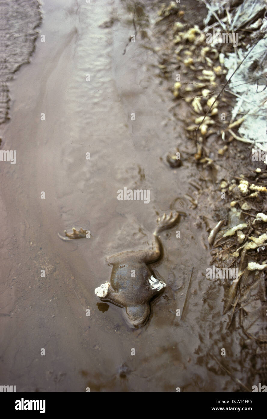Dead frog in drainage ditch at waste tip from aluminuim smelter at Ziar Nad Harnom central Slovakia Europe Stock Photo