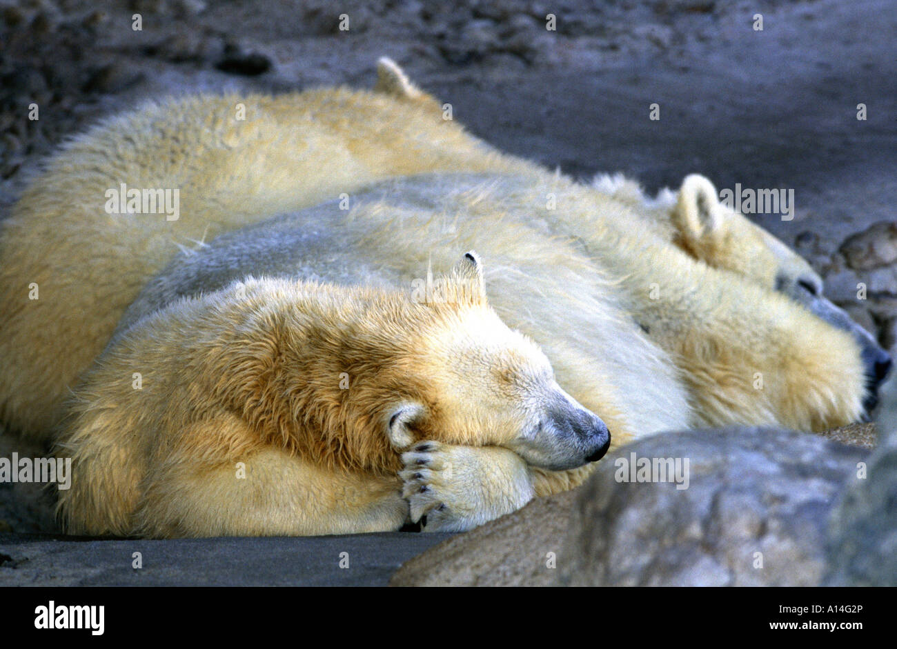 Eisbär Polarbär beast of prey Thalarctos maritimus Stock Photo