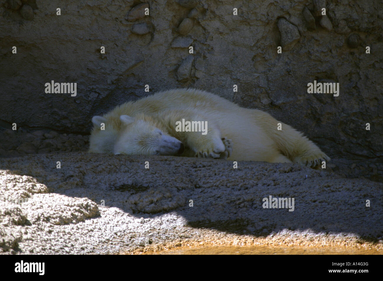 Eisbär Polarbär beast of prey Thalarctos maritimus Stock Photo