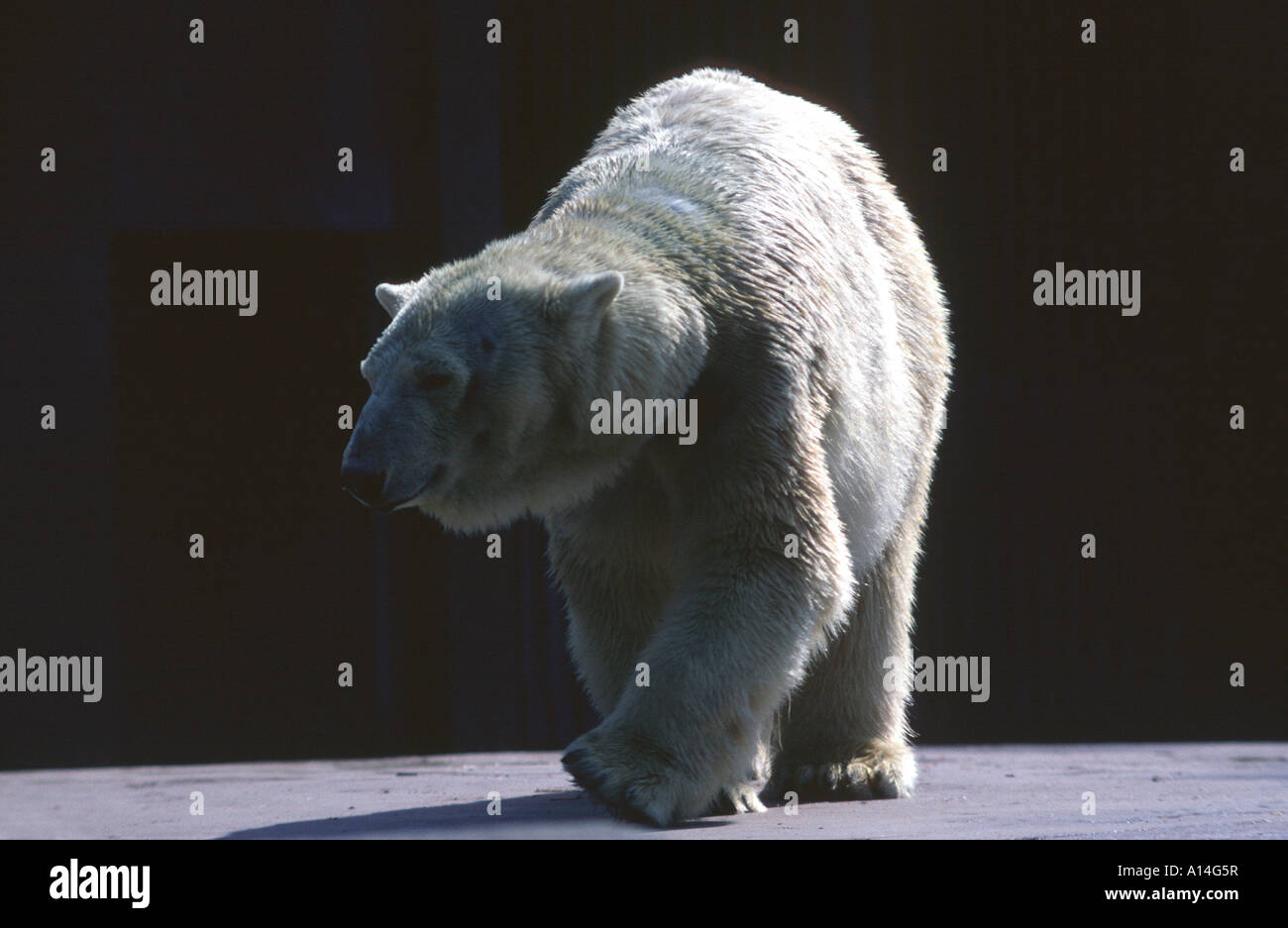 Eisbär Polarbär beast of prey Thalarctos maritimus Stock Photo