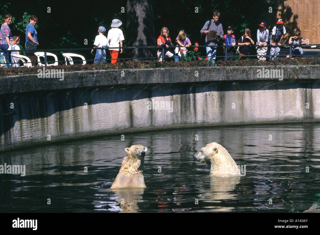 Eisbär Polarbär beast of prey Thalarctos maritimus Stock Photo