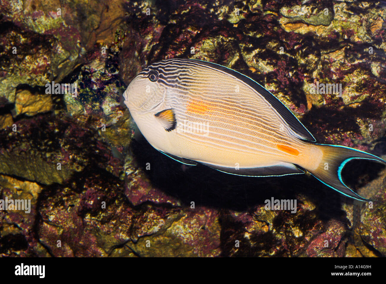Saltwater Inlet Fish Salt water fishes hi-res stock photography and images - Alamy