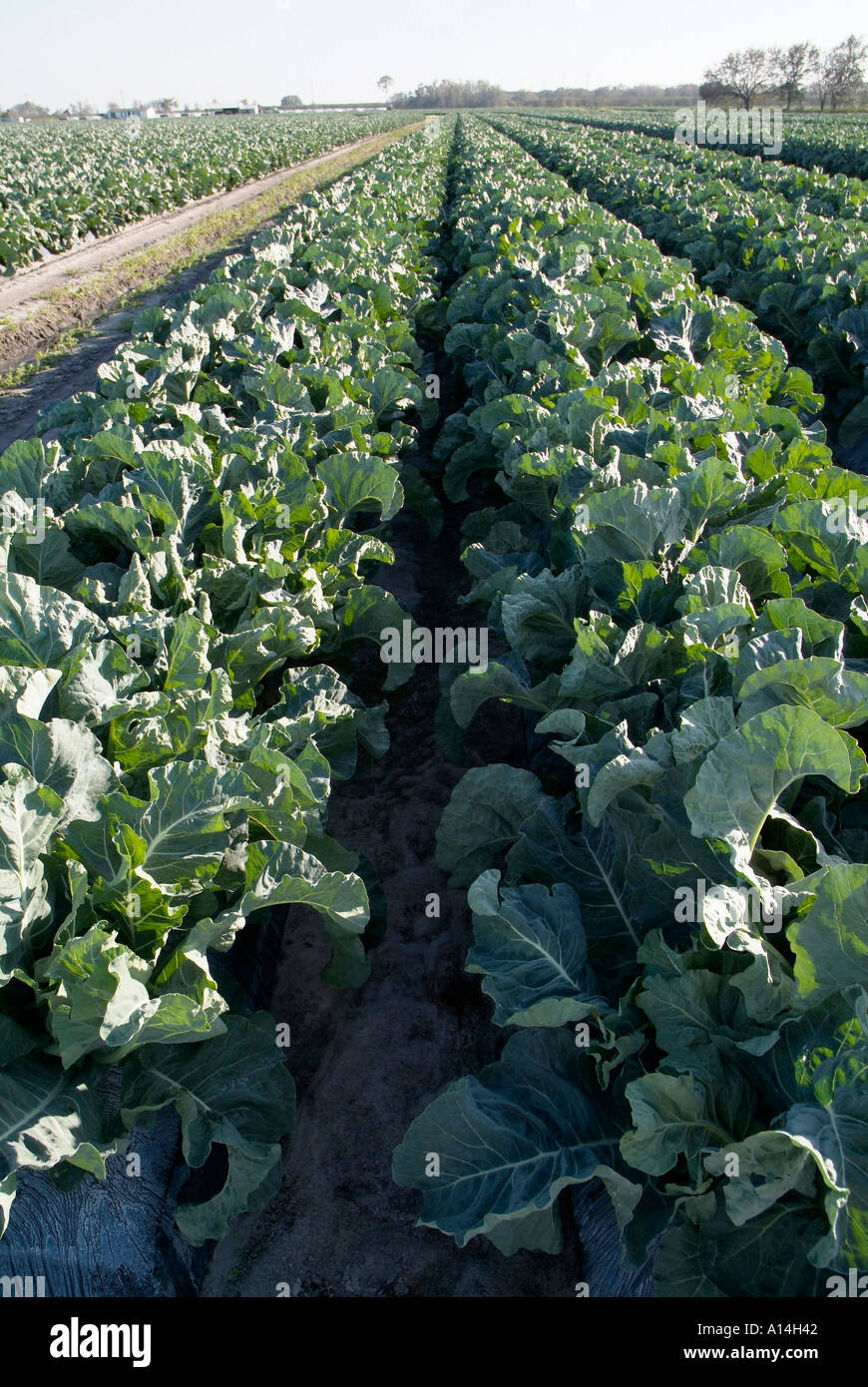 Field of cauliflower near Sun City Center Florida Stock Photo Alamy