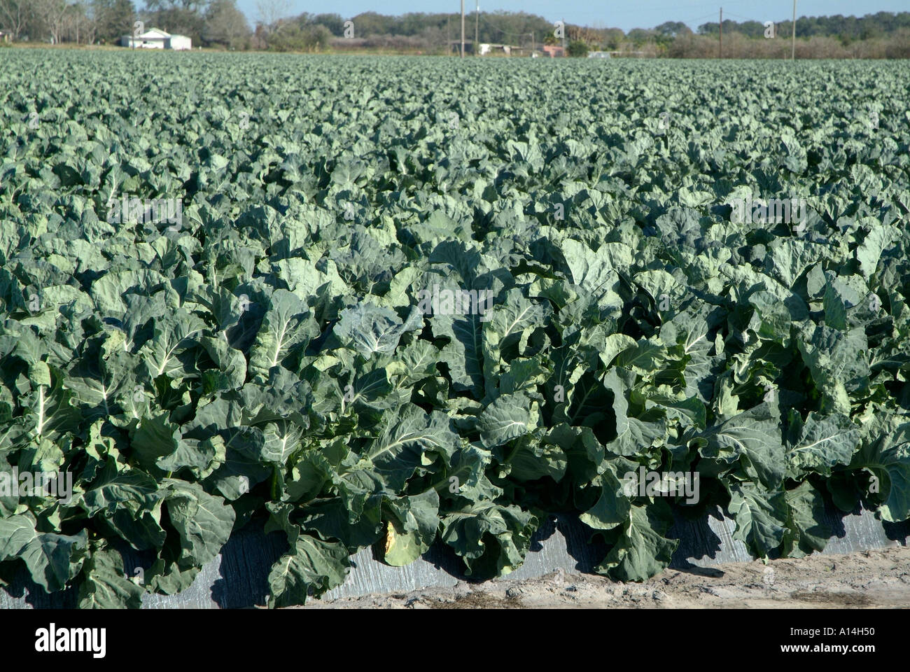 Field of cauliflower near Sun City Center Florida Stock Photo Alamy