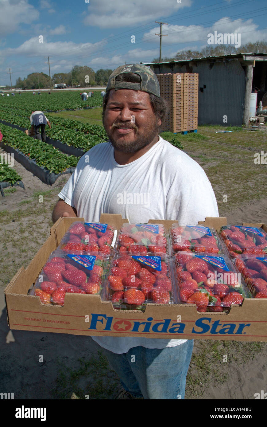 Mexican American migrant workers pick strawberries in a Plant City