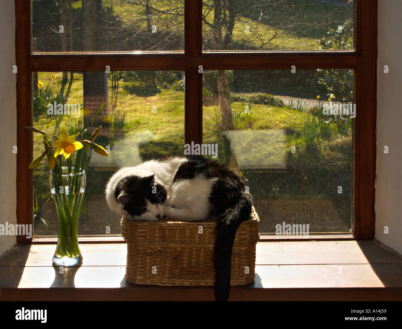 A cat sleeping in the sun Stock Photo