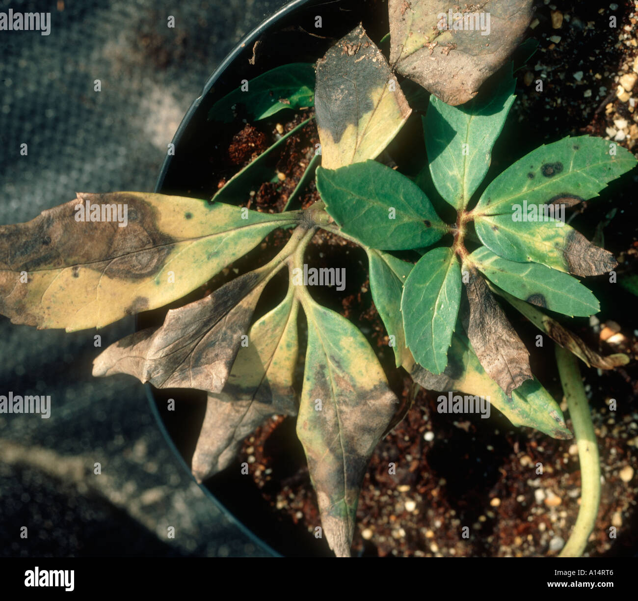 Helleborus leaf spot Coniothyrum hellebori on potted Helleborus niger plant Stock Photo