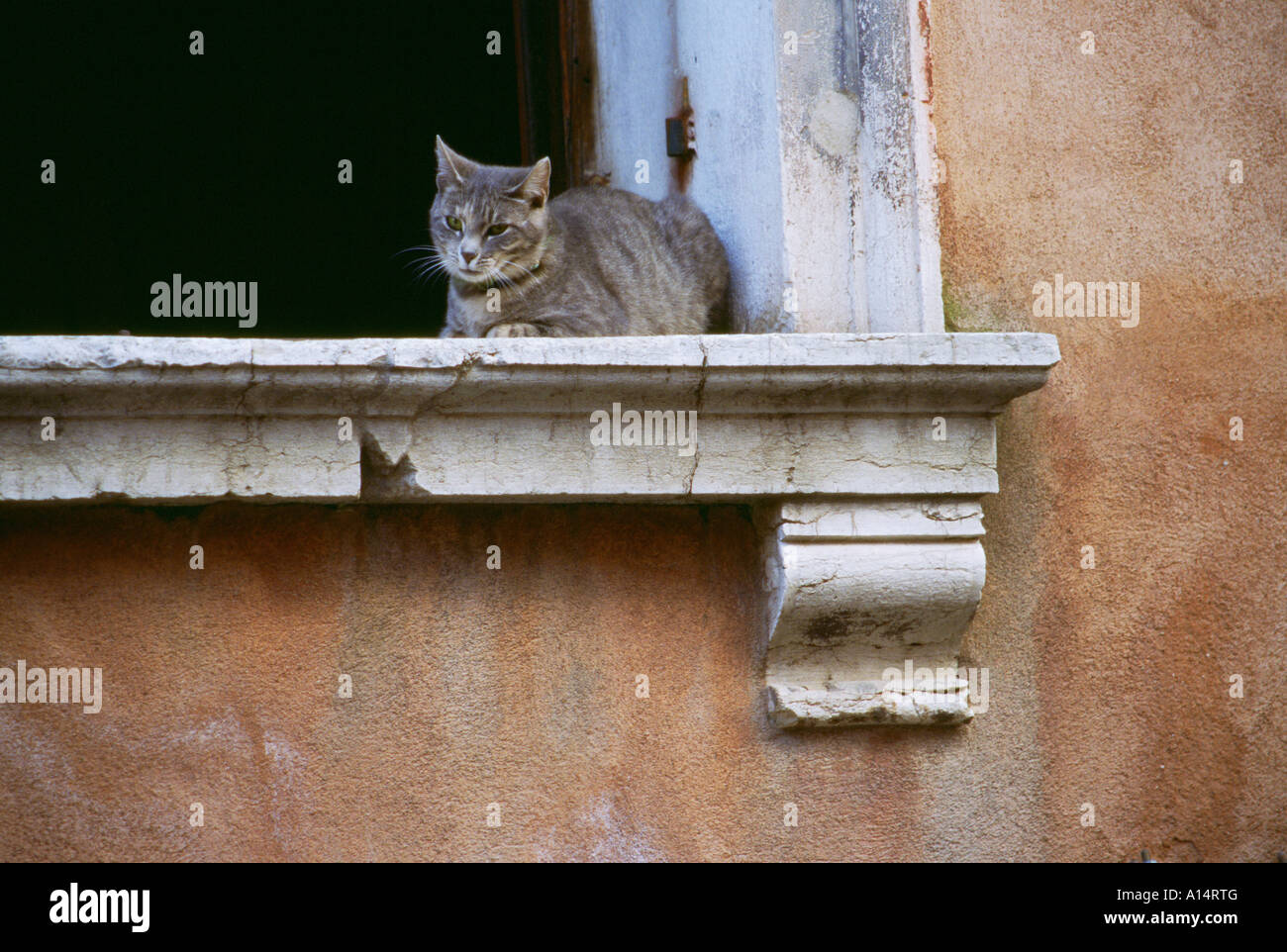 Cat sitting on window sill in Venice Italy Stock Photo