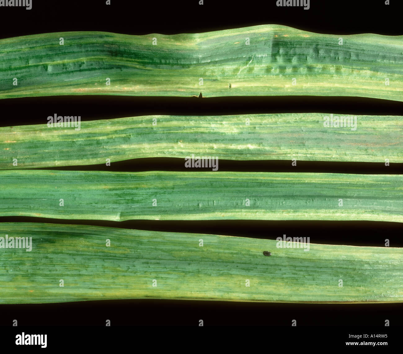 Narcissus yellow stripe virus on Narcissus spp Leaves Stock Photo Alamy