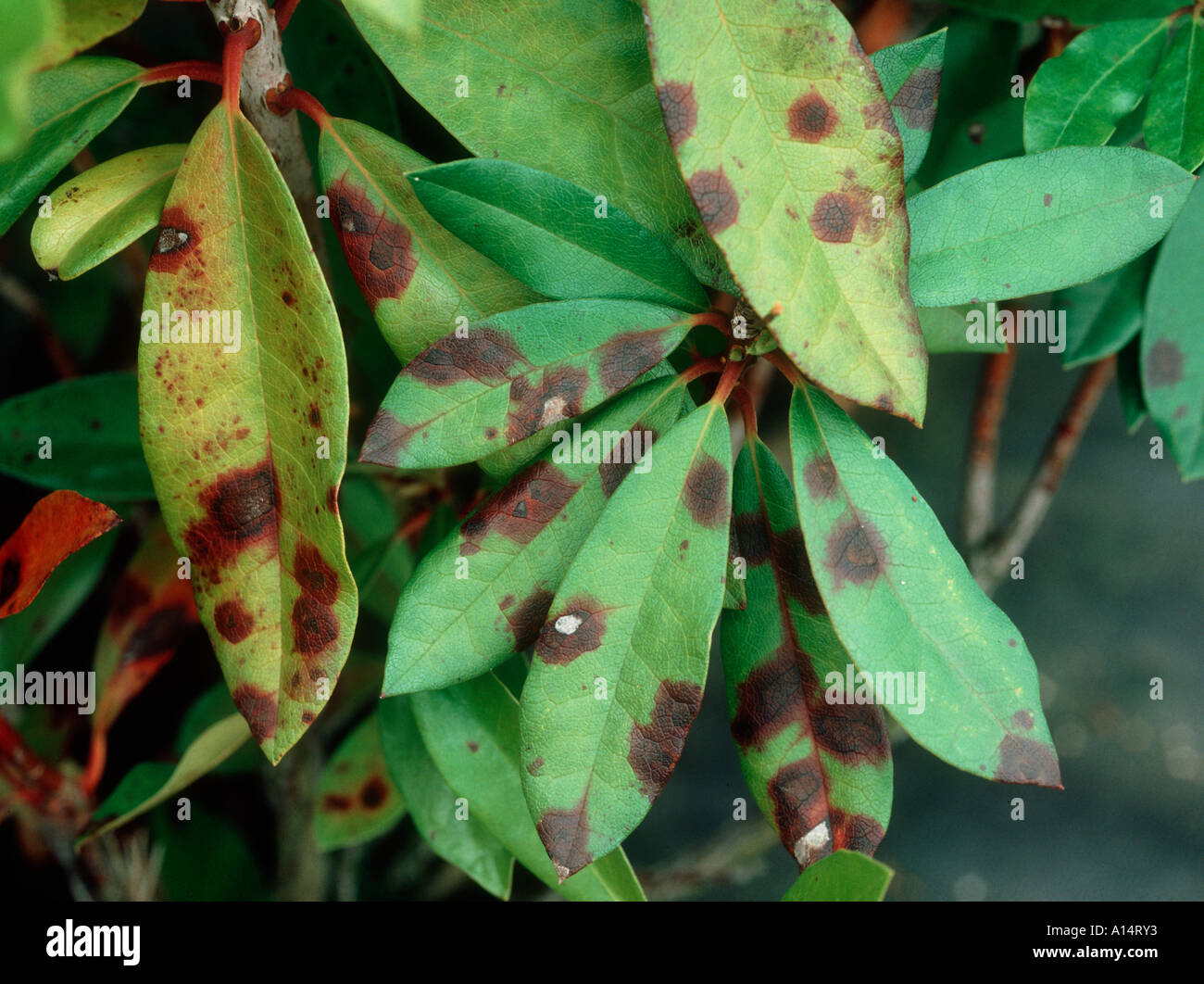 Leaf spot Septoria rhododendri on a Rhododendron leaves Stock Photo