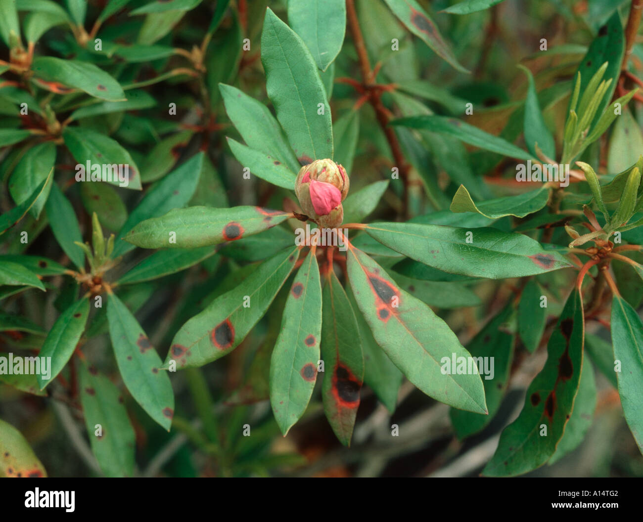 Leaf spot Gloeosporium rhododendri lesions on a Rhododendron leaves Stock Photo