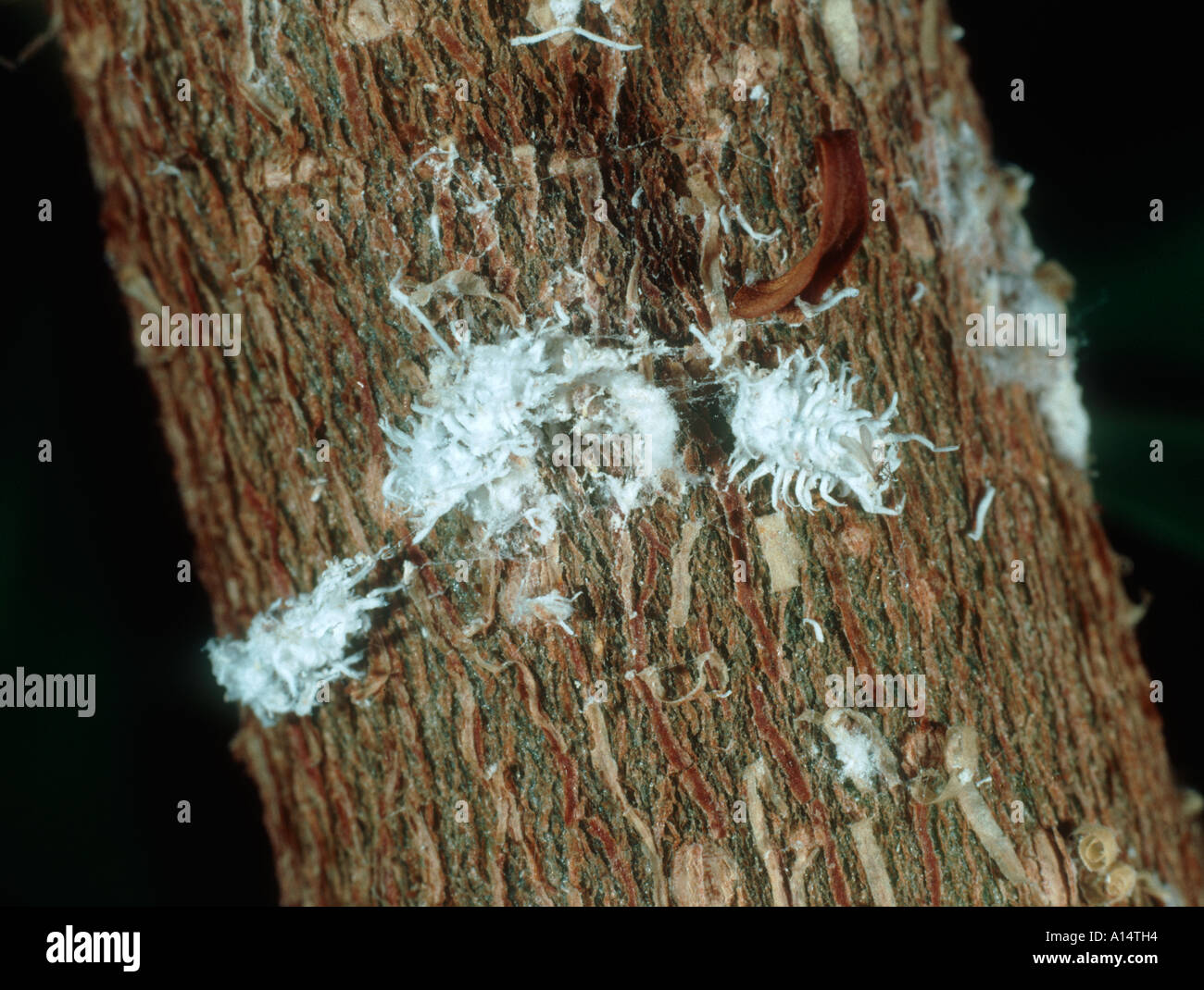 Australian ladybird Cryptolaemus montrouzeri larva Stock Photo