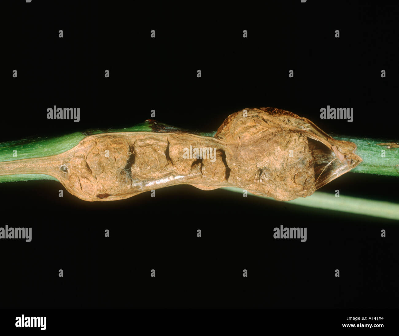 Crown gall Agrobacterium tumifasciens on loganberry stem Stock Photo