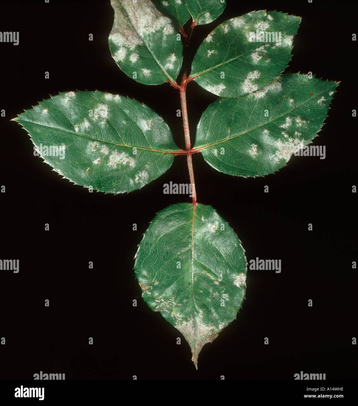Powdery mildew (Podosphaera pannosa) on rose leaves Stock Photo