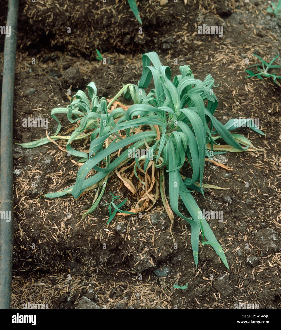 Root rot Fusarium oxysporum on Dianthus plant under glass Stock Photo