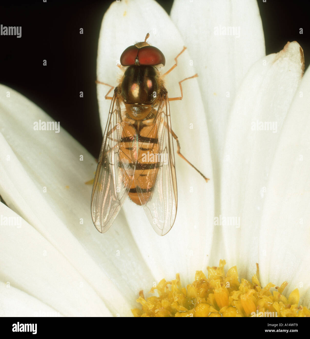 Hover fly Episryphus balteatus adult on a composite flower Stock Photo