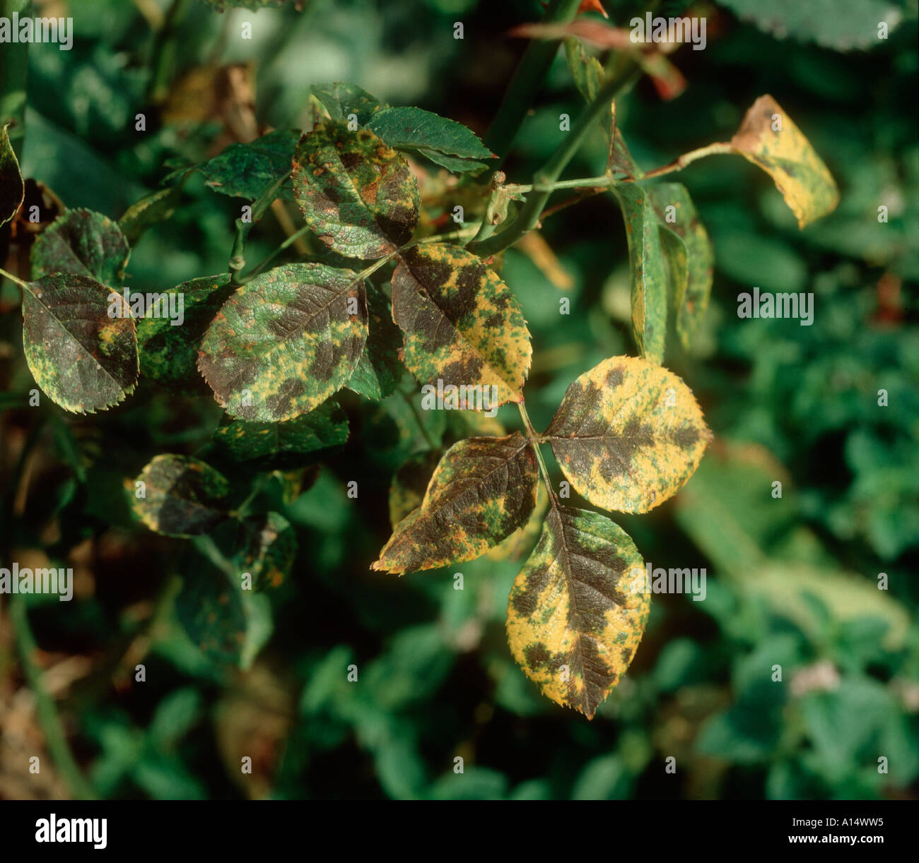 Rose blackspot Diplocarpon rosae leaf spots and chlorosis om rose leaves Stock Photo