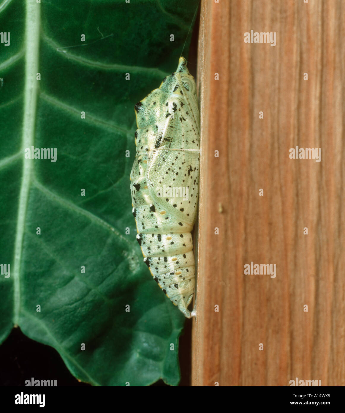 Cabbage white butterfly Pieris brassicae pupa attached to wooden post Stock Photo