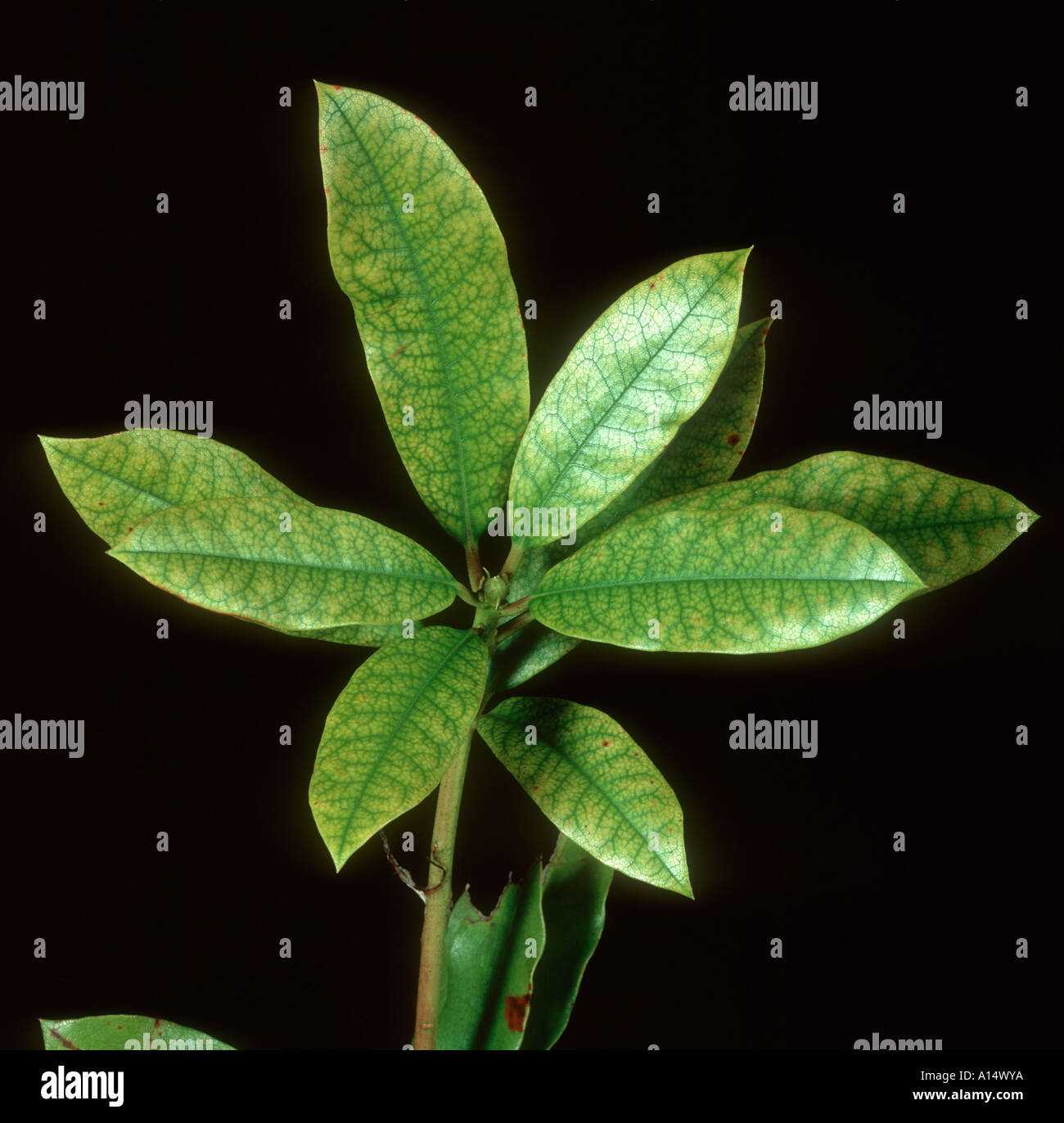 Iron Fe deficiency symptoms on Rhododendron spp Leaves Stock Photo Alamy