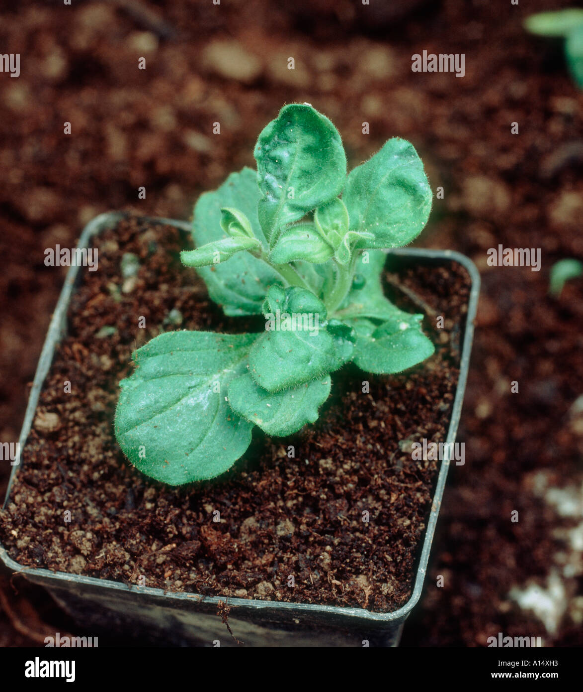 Nicotiana virus on young petunia Petunia multiflora plant Stock Photo