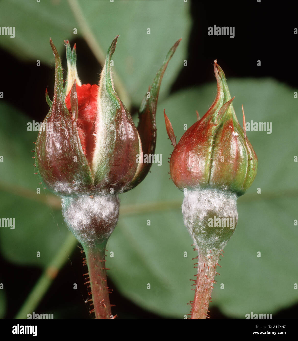 Powdery Mildew (Podosphaera pannosa) on rose buds Stock Photo