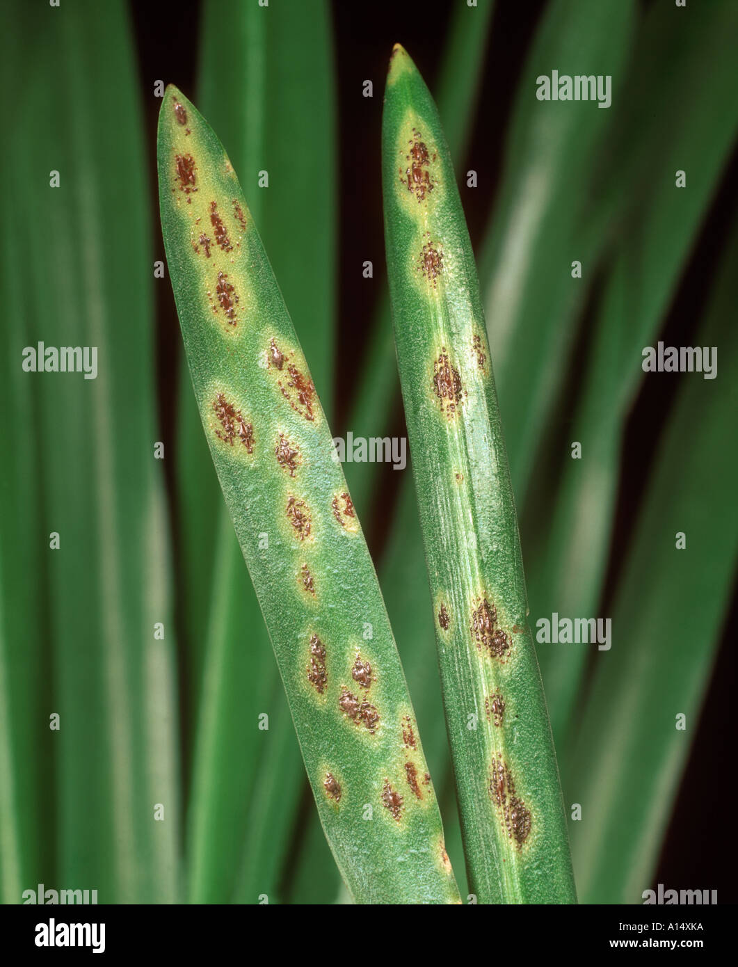 Bluebell rust Uromyces muscari pustules on bluebell leaves Stock Photo