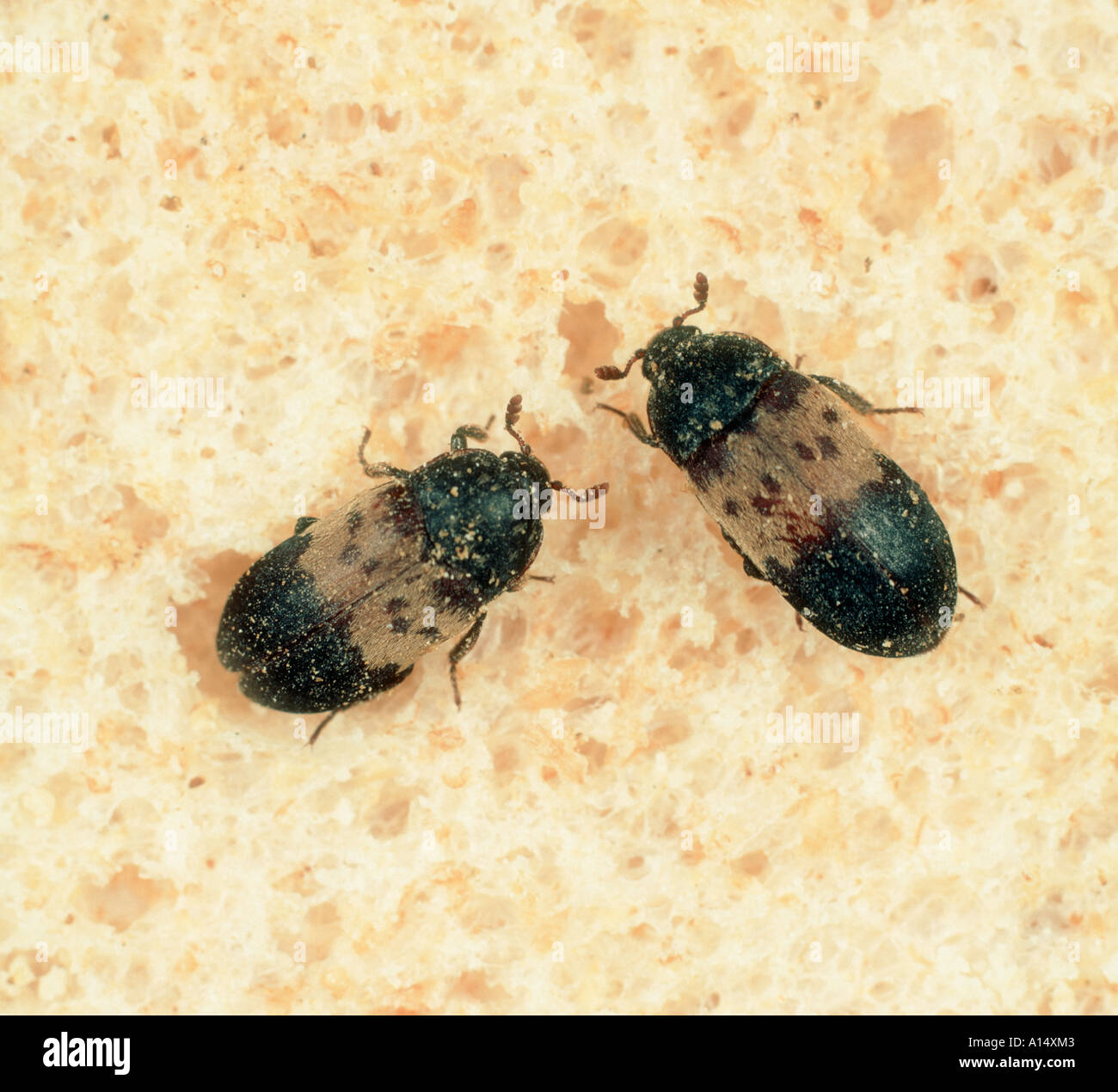 Larder beetle Dermestes lardarius stored product pest on bread Stock Photo