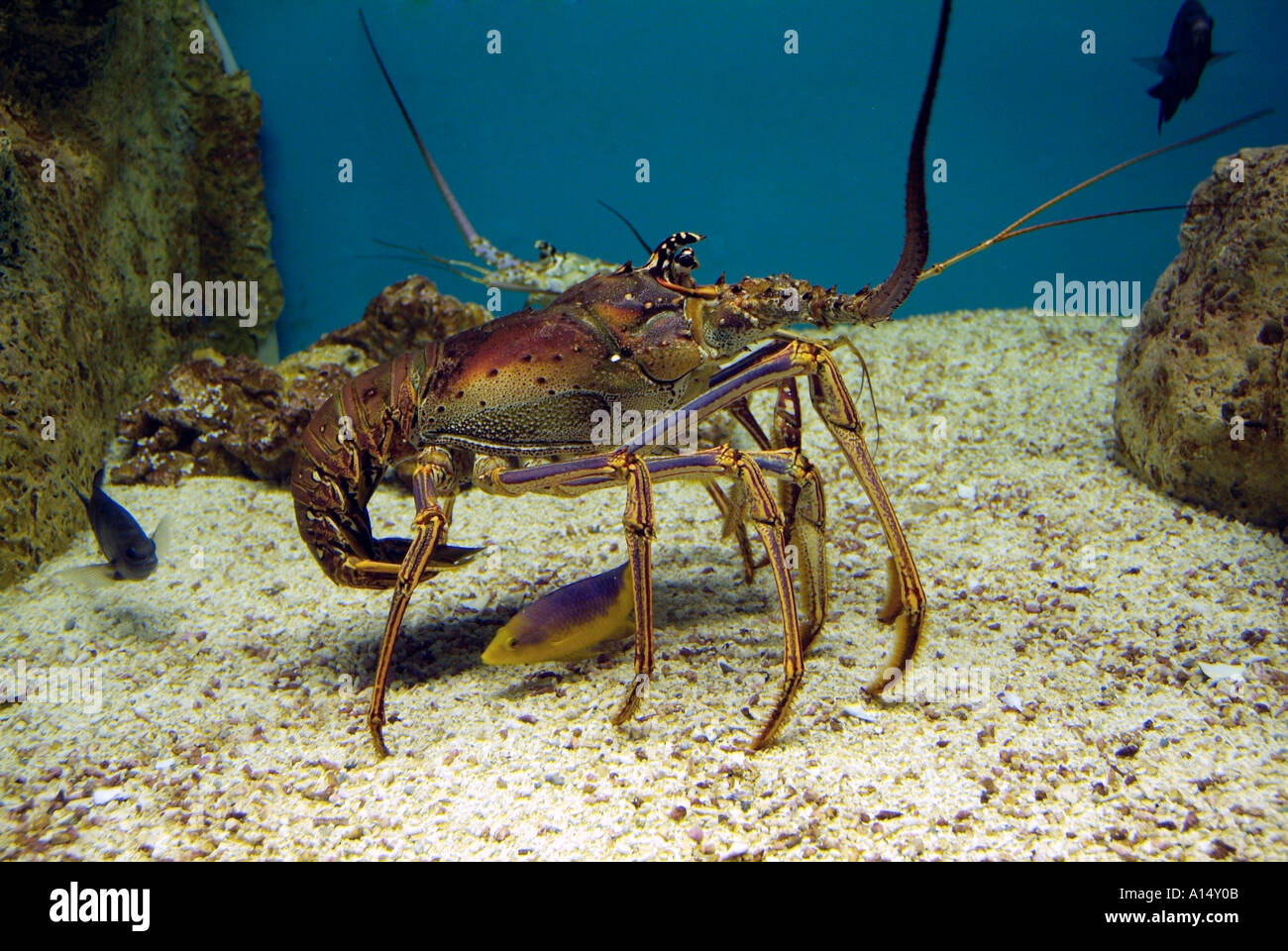 Visitors see and experience underwater sea life at The Florida Aquarium