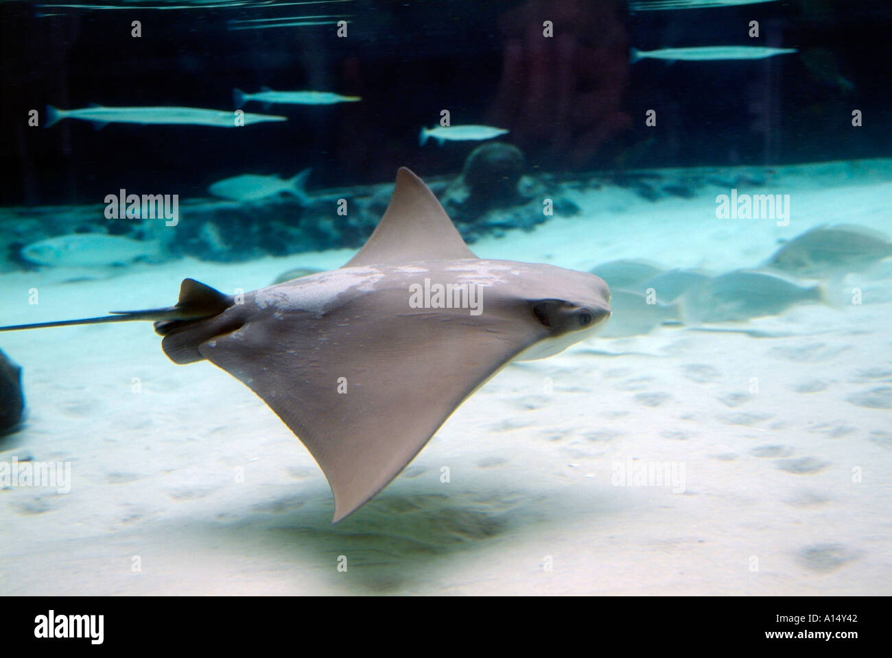 Visitors see and experience underwater sea life at The Florida Aquarium
